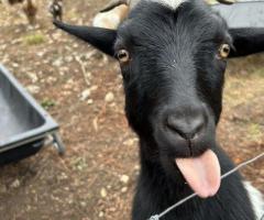 Free Goat to a Good Home