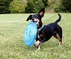 LET'S FUCKING FRISBEE
