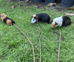 Desert Wheekers Landscaping — Tucson’s Cutest Eco-Friendly Yard Care!