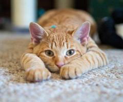 JOB WANTED: Professional House Cat (1-Year Contract)