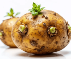 GLORIOUS DYNAMIC DUO OF STARTER POTATOES (A Sonoran Miracle Seeking Fertile Soil)