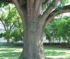 FREE FIREWOOD: THE FAMOUS (CURSED) HILLARY CLINTON ASH TREE CORPSE