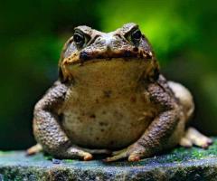Toad Hunt - $100 Reward!